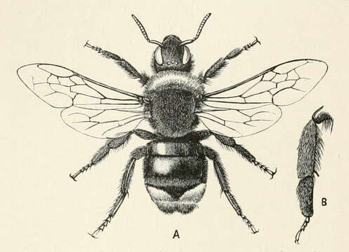 Image of Vestal cuckoo bee