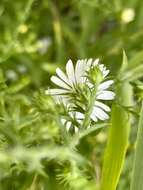 Image of hairy white oldfield aster