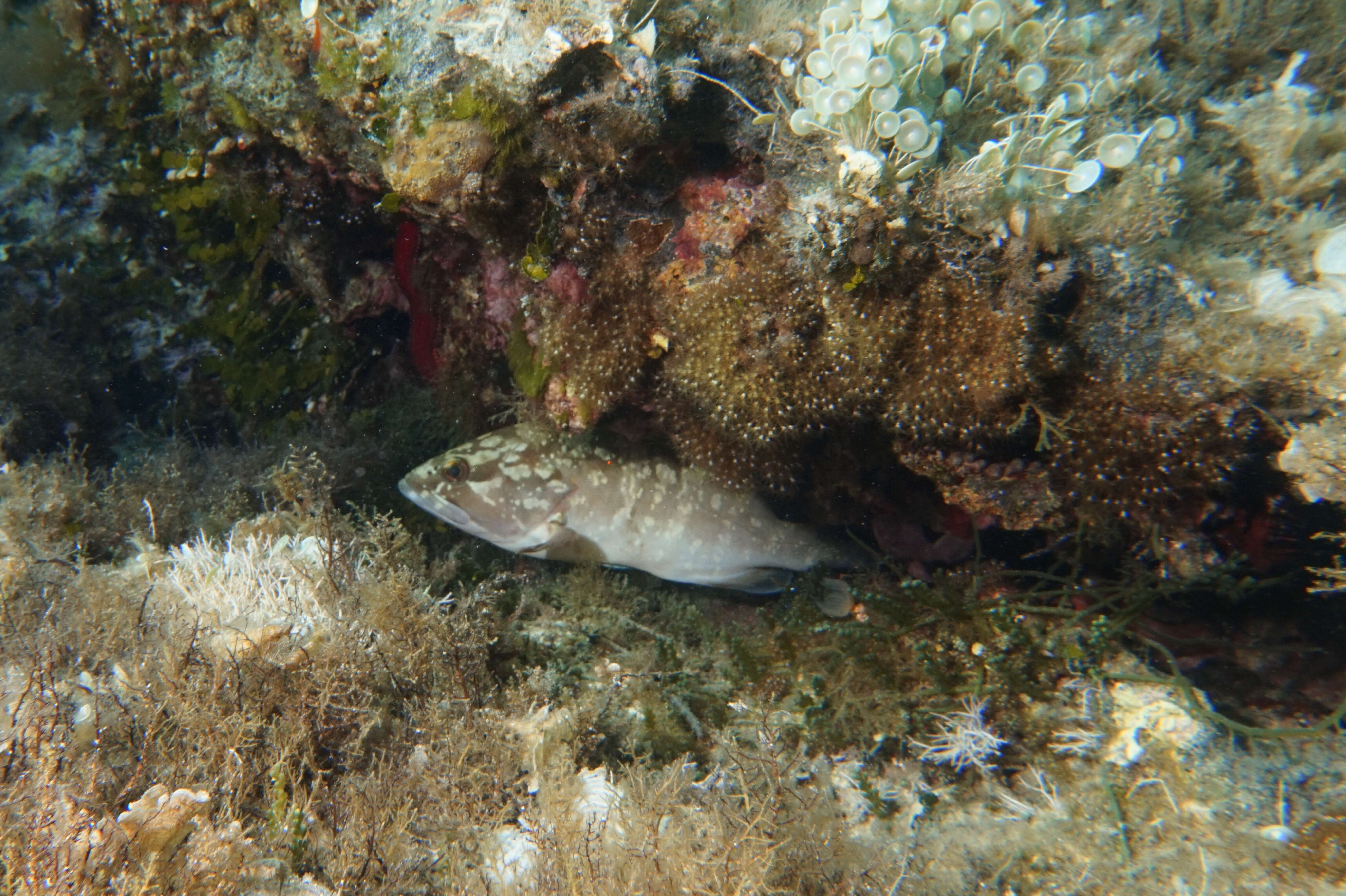 Image of Dusky Grouper