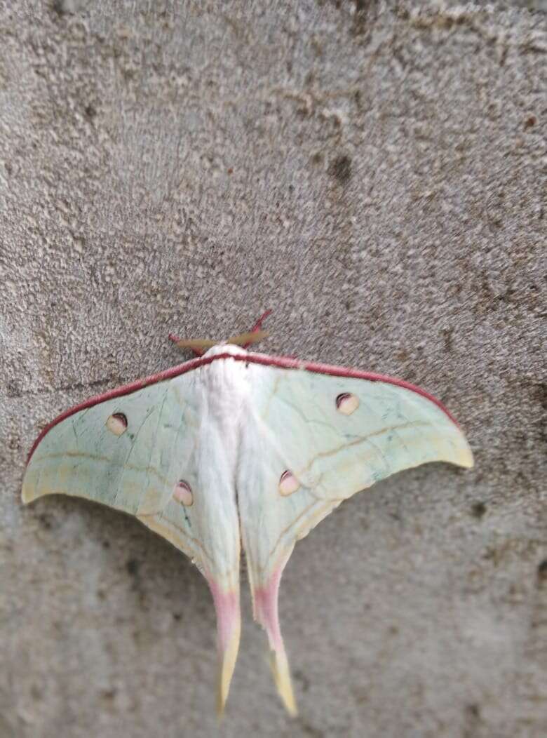 Image of Luna Moth