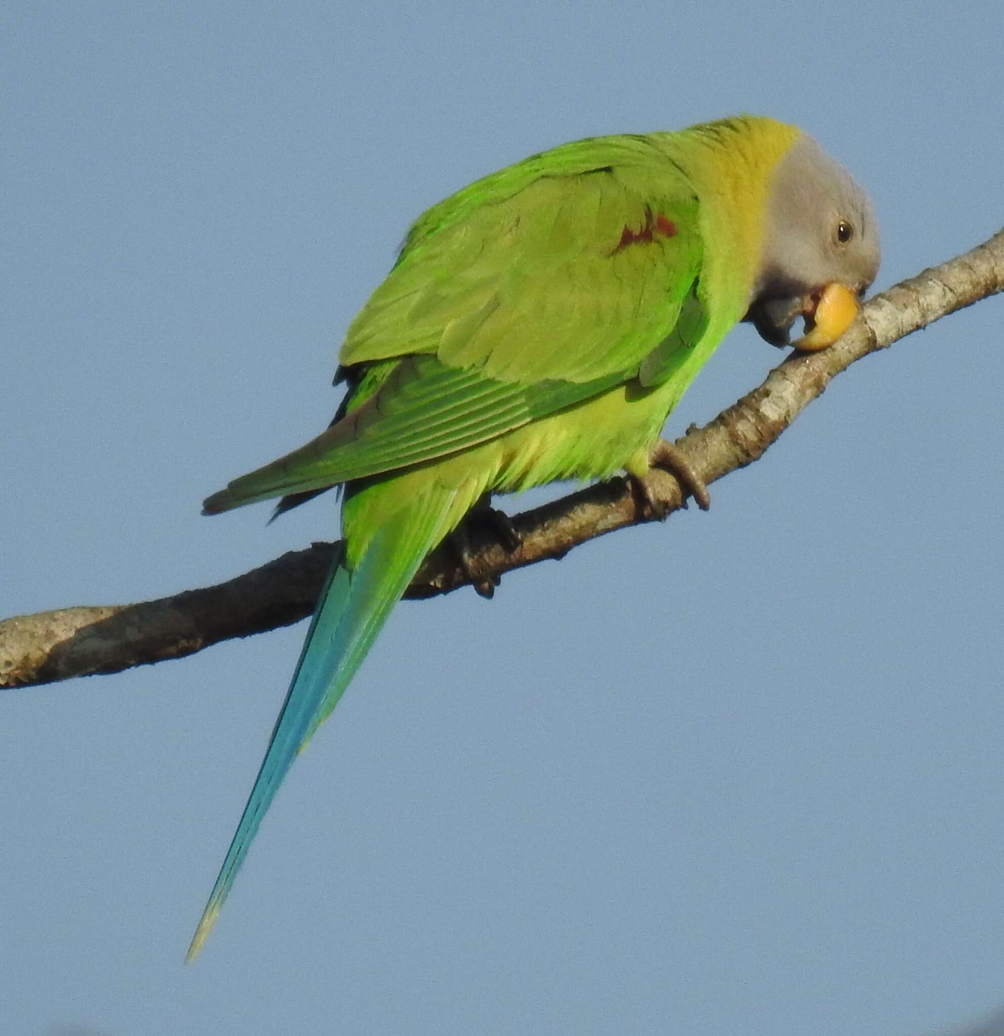 Image of Blossom-headed Parakeet