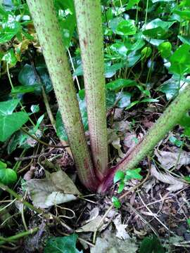 Image of Mantegazzi's Cow-Parsnip