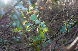 Image of English holly