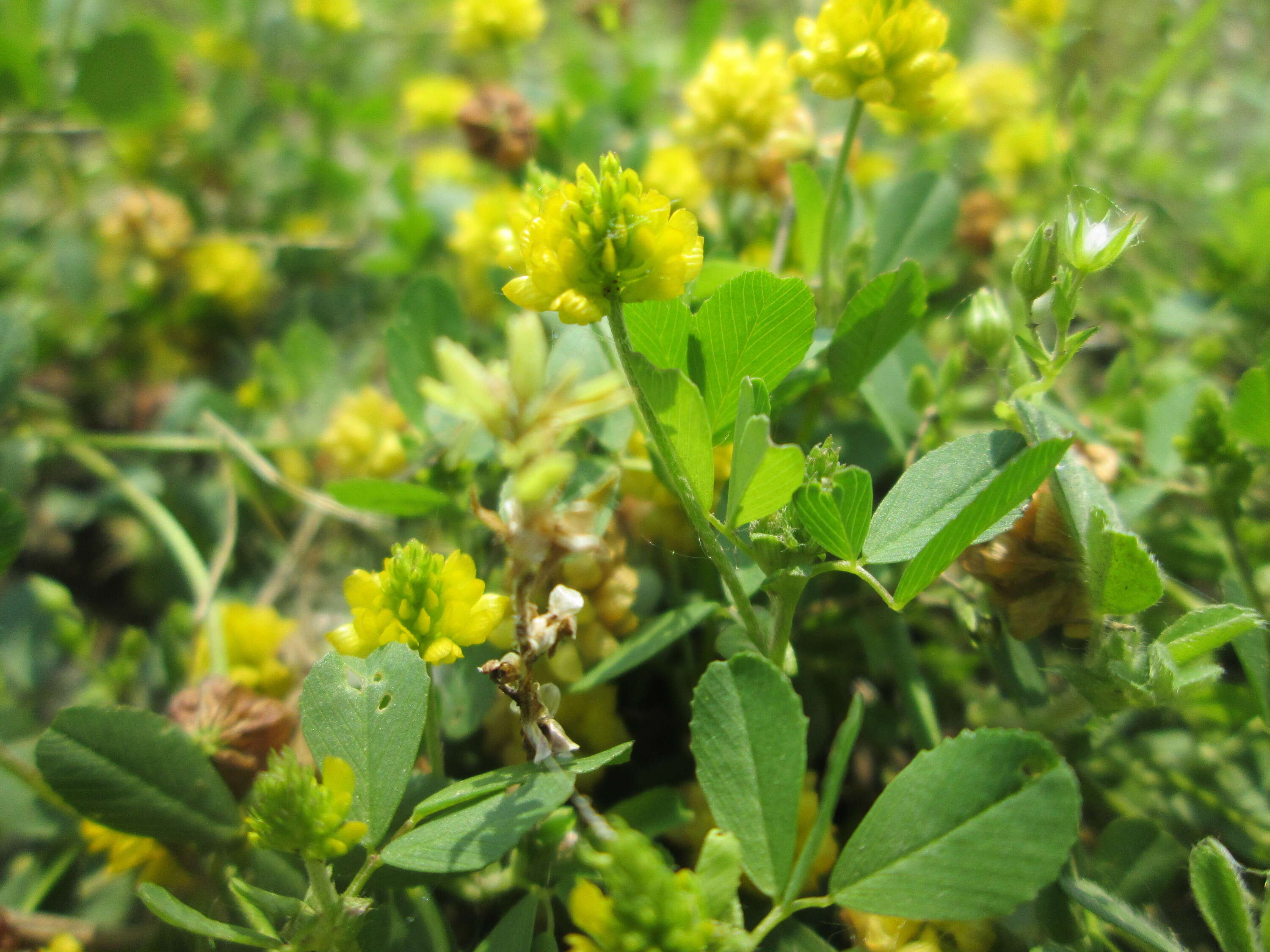 Image of field clover