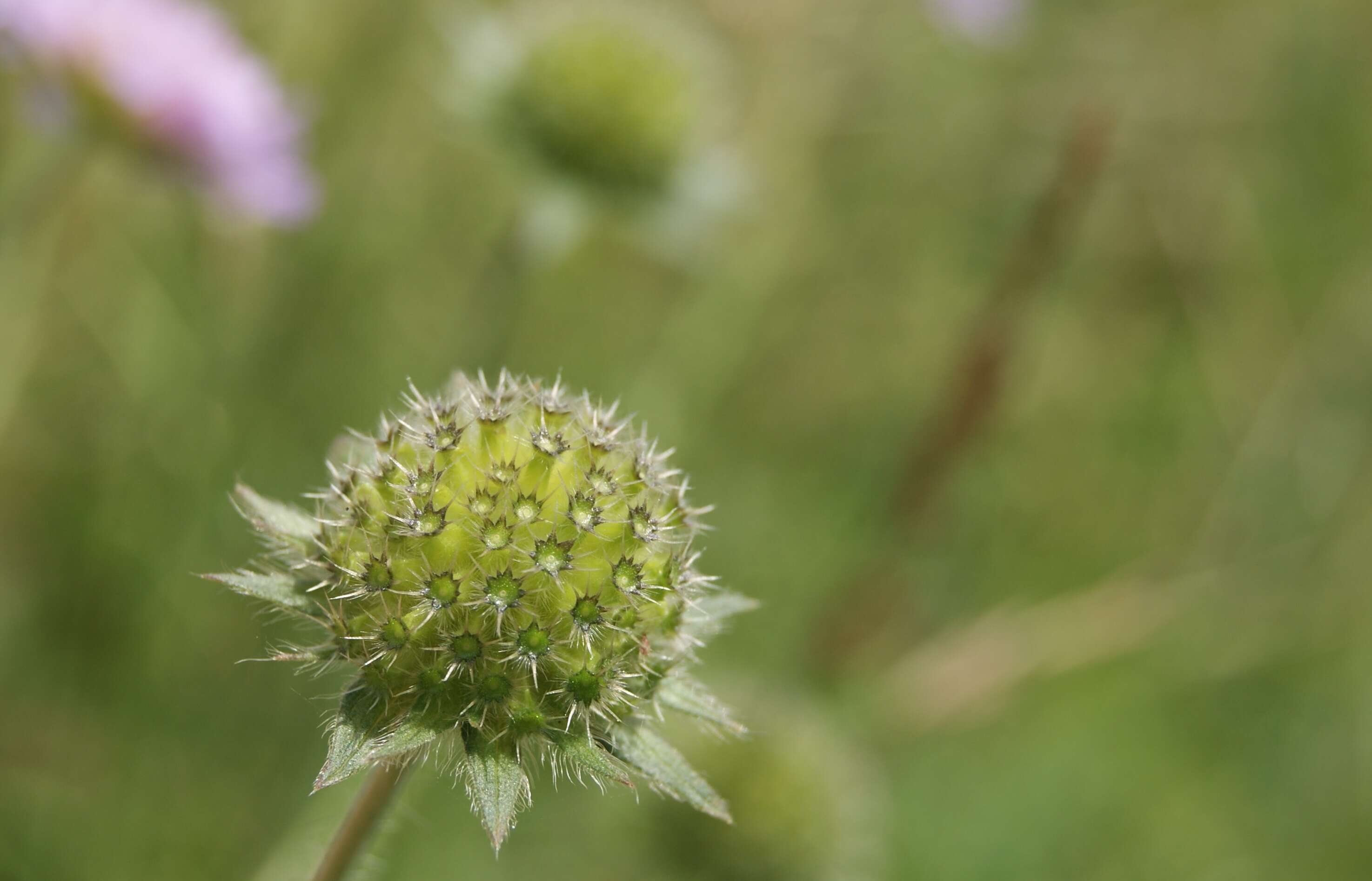 Слика од Knautia arvensis (L.) Coulter