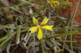 Image of Goodenia fascicularis F. Müll. & Tate.