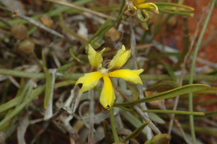 Image of Goodenia fascicularis F. Müll. & Tate.