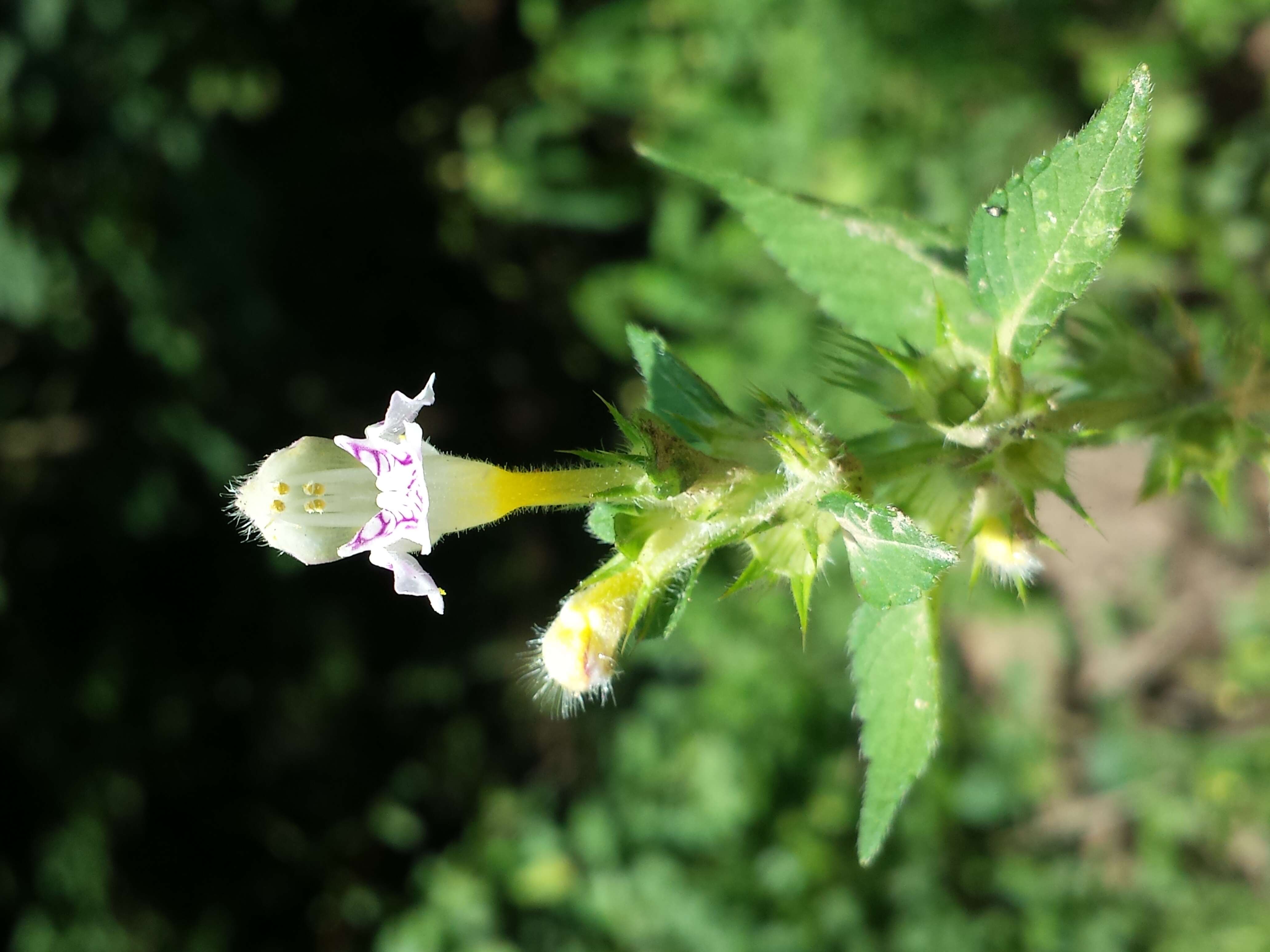 Image of Downy Hemp Nettle