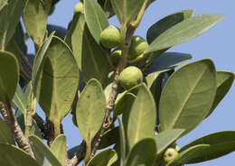 Image of Ficus retusa L.