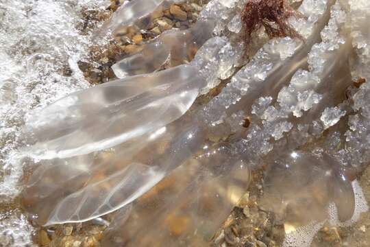 Image of barrel jellyfish