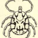 Image of Cosmiomma hippopotamensis (Denny 1843)