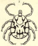 Image de Cosmiomma hippopotamensis (Denny 1843)