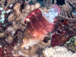 Image of Snooty wrasse