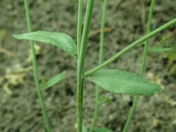 Image of Mouse-ear Cress