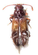 Image of Cavognathidae