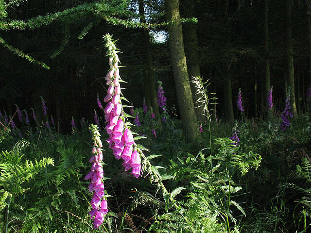 Imagem de Digitalis purpurea L.