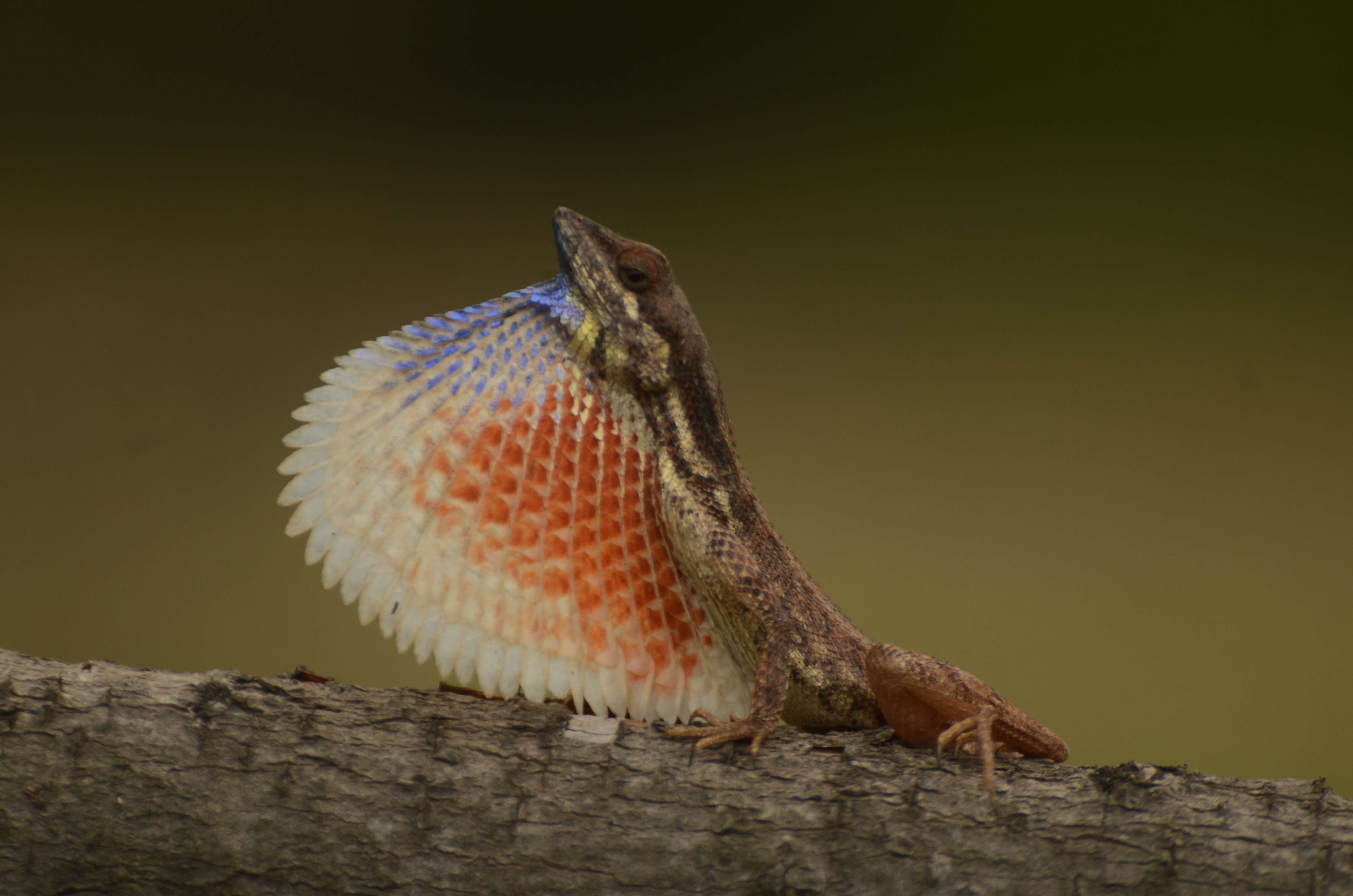 Image of Fan Throated Lizard