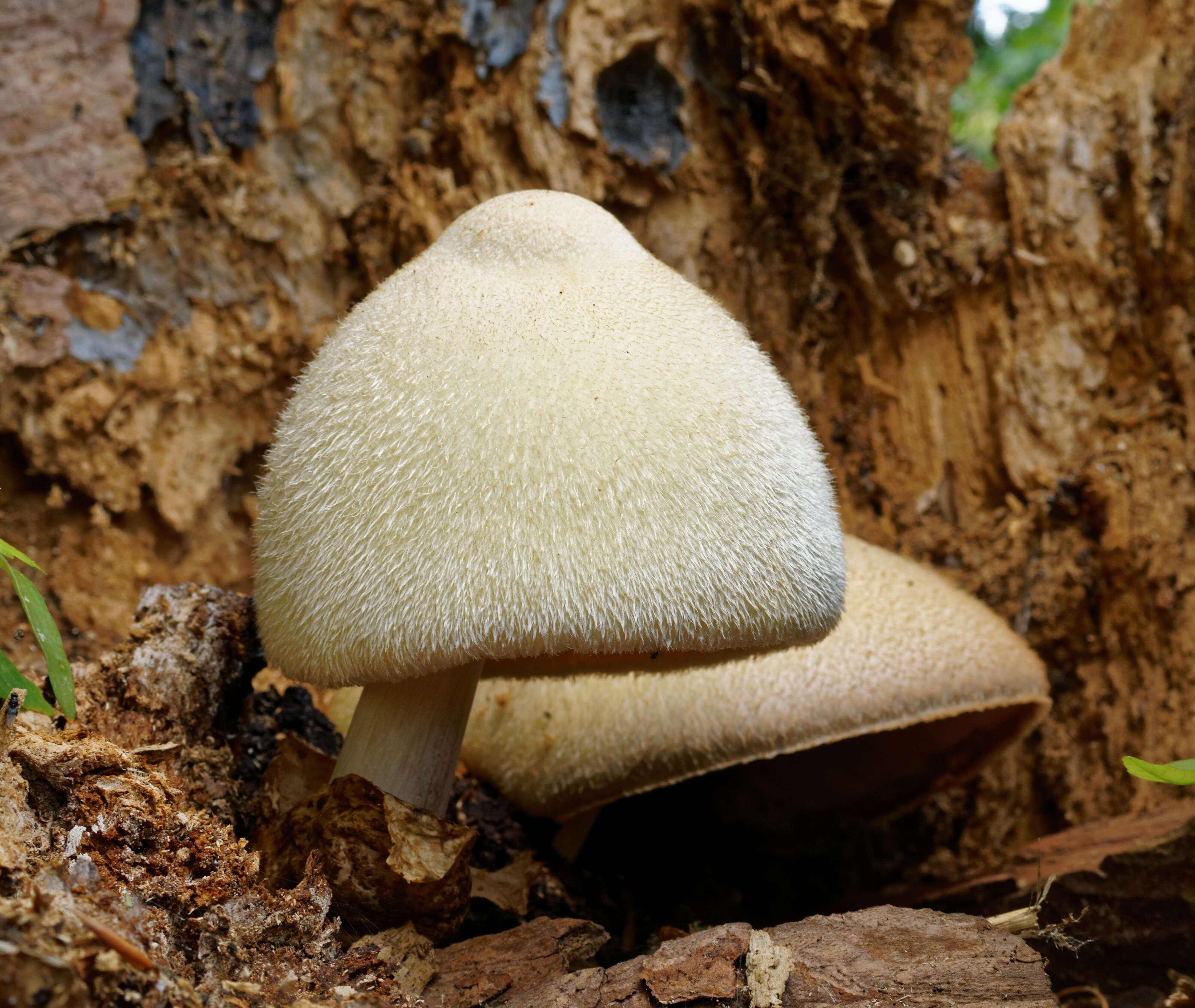 Imagem de Volvariella bombycina (Schaeff.) Singer 1951