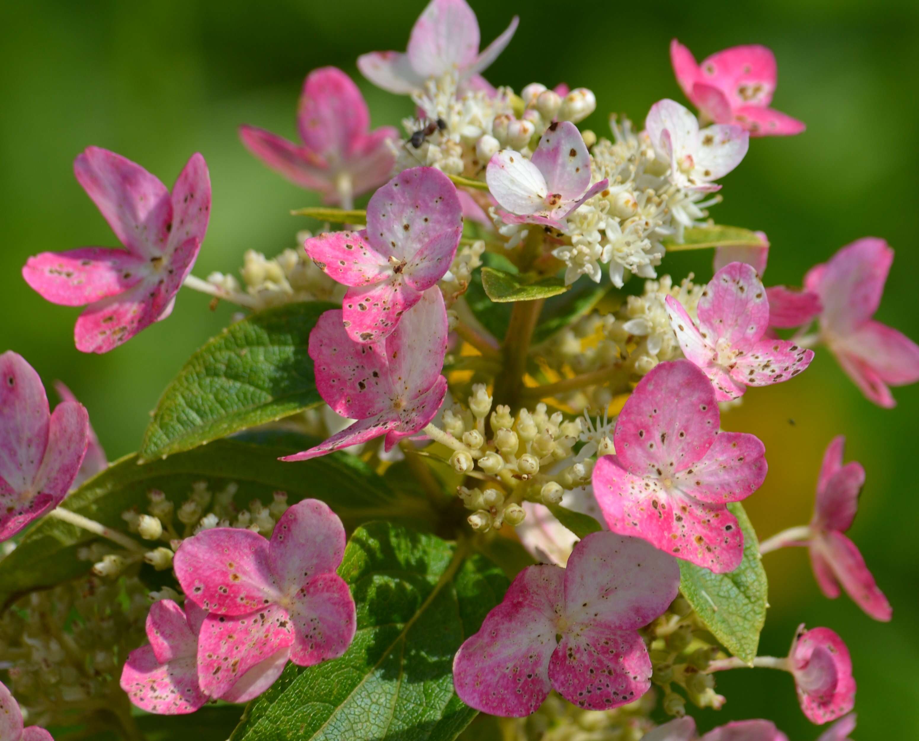 Image of panicled hydrangea