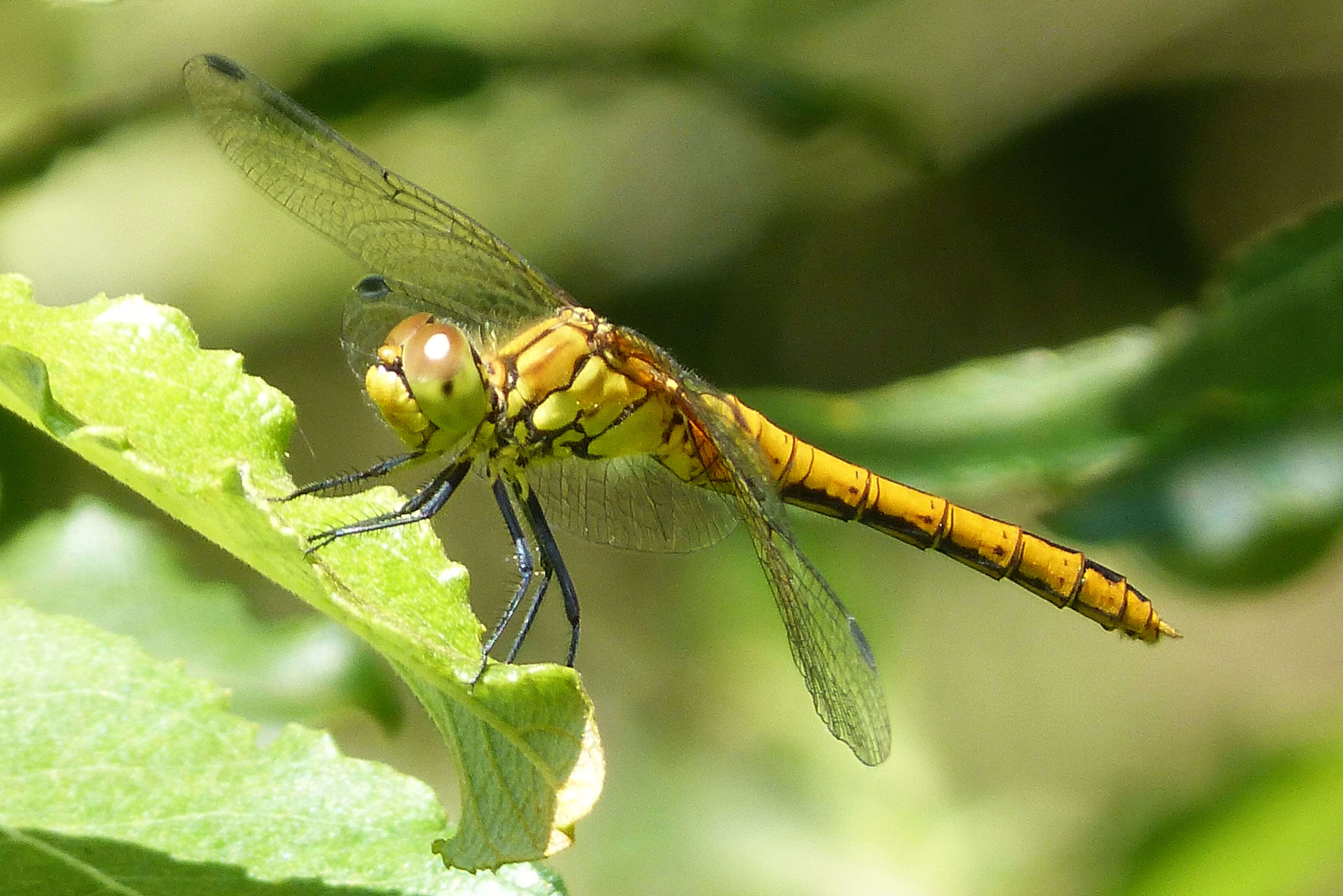 Image of Ruddy Darter