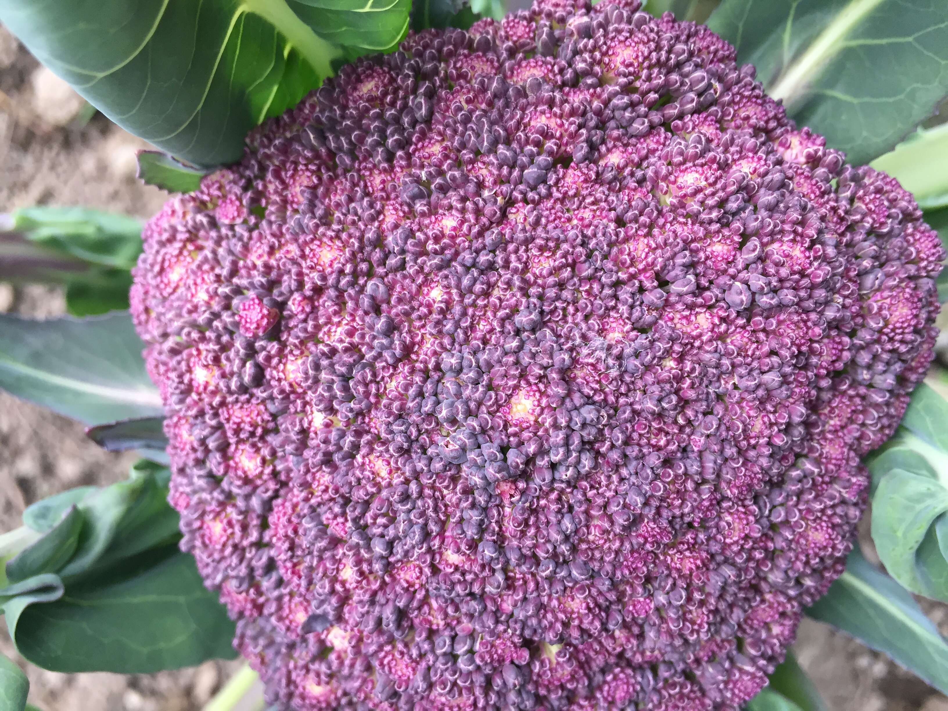 Image of sprouting broccoli