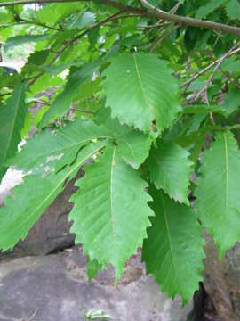 Image of Quercus mongolica subsp. crispula (Blume) Menitsky