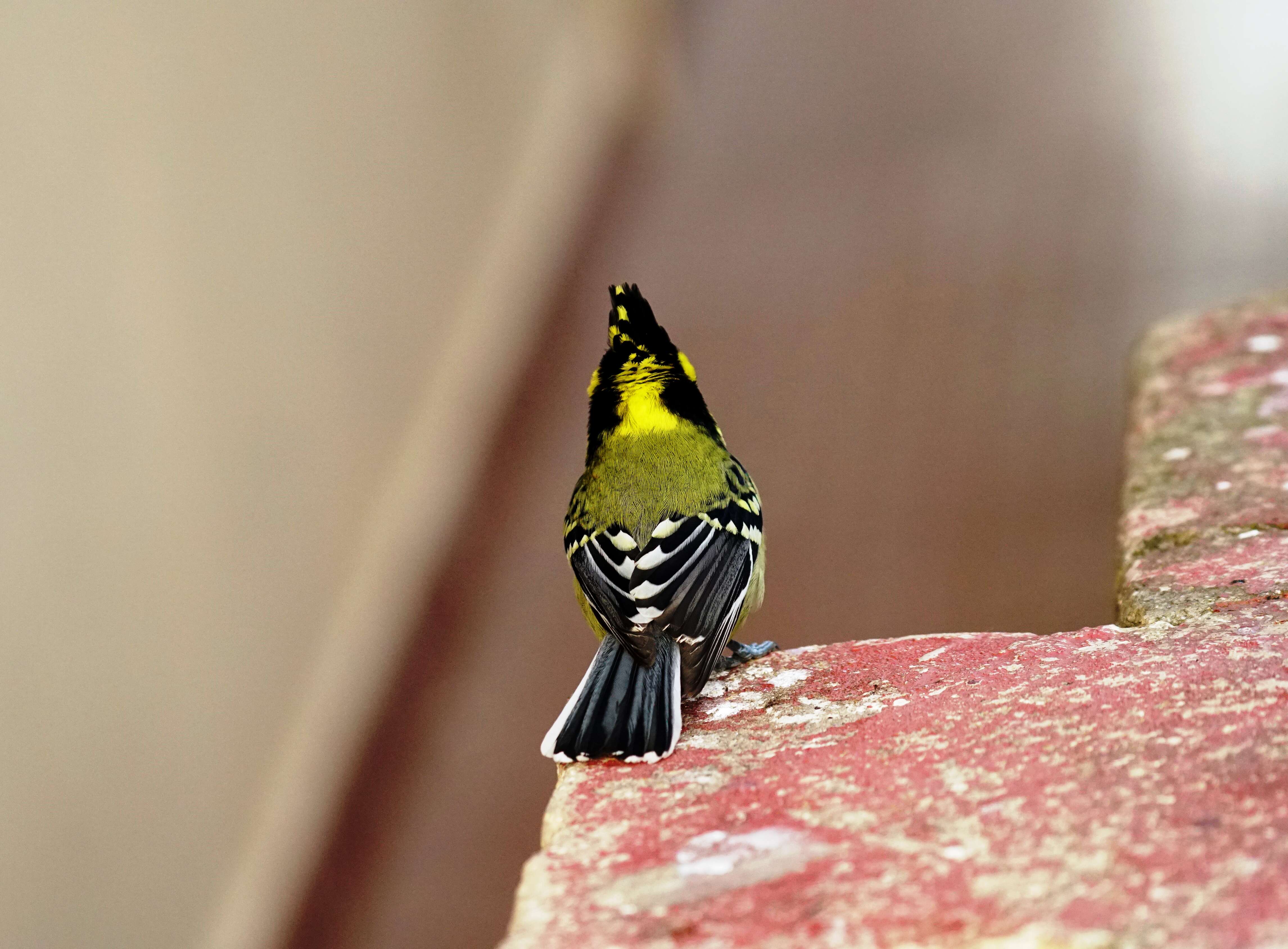 Image of Black-lored Tit