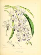 Image of Vanda coerulescens Griff.