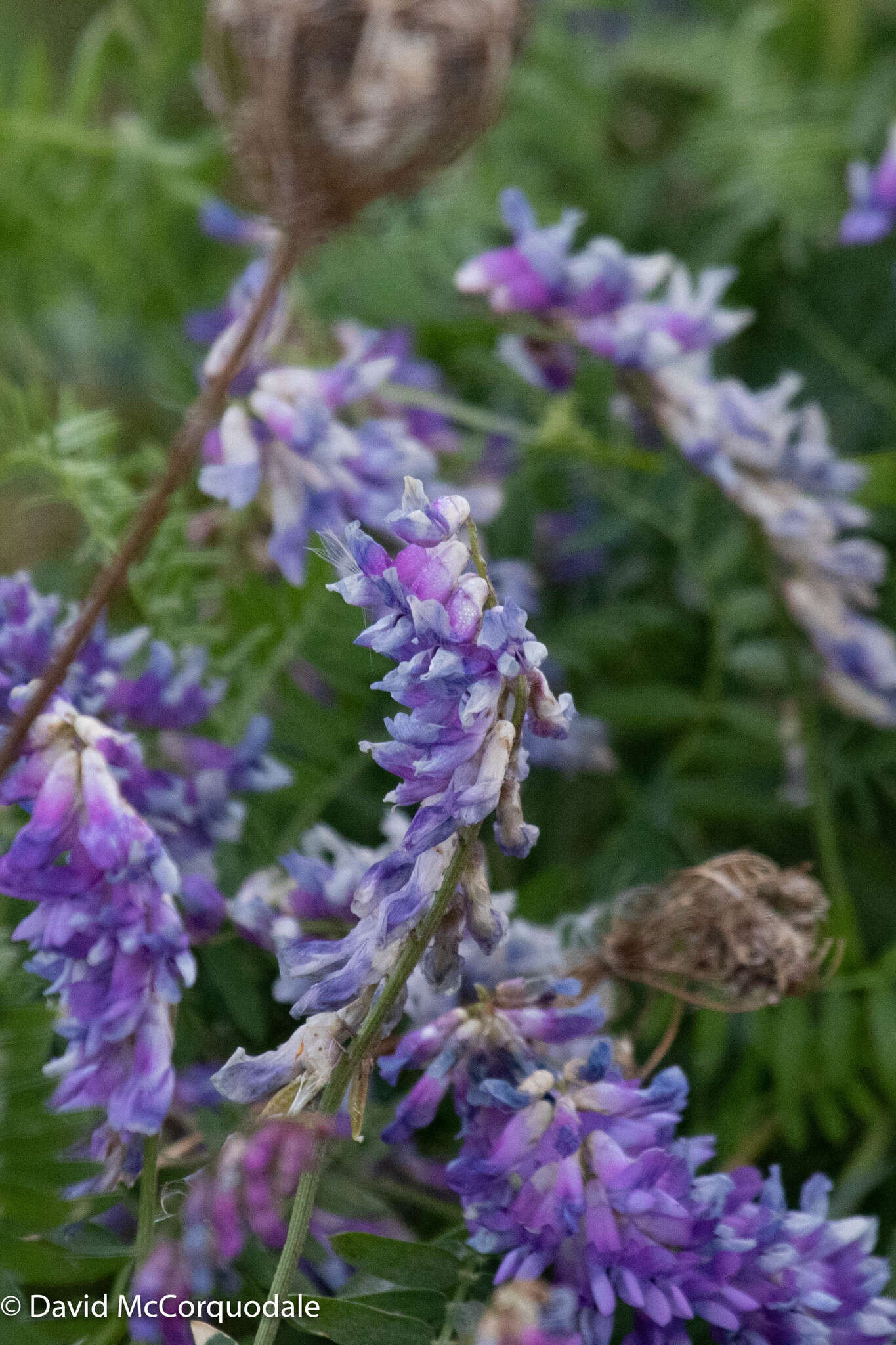 Image of bird vetch