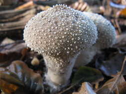 Imagem de Lycoperdon perlatum Pers. 1796