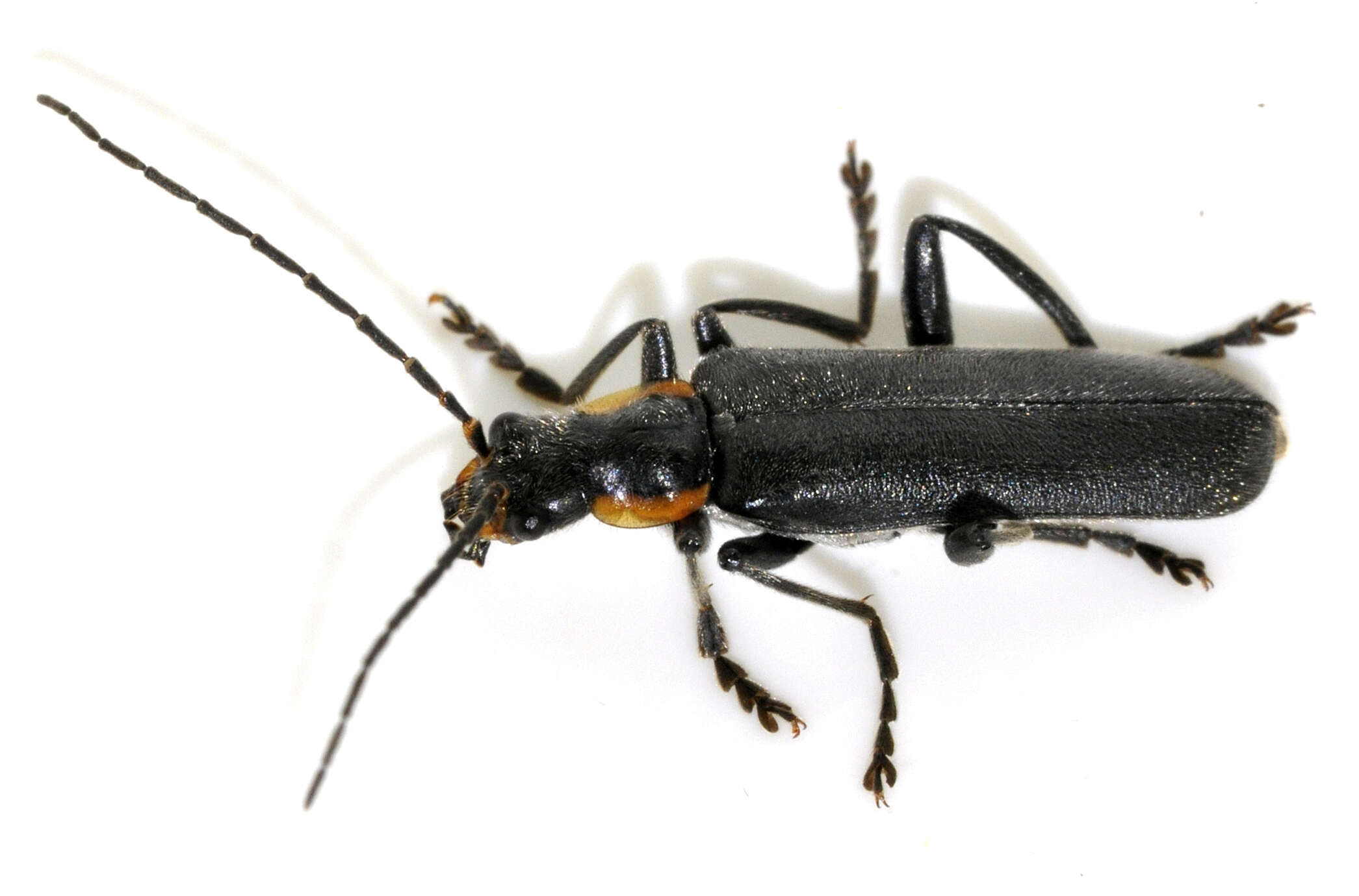 Image of Cantharis obscura