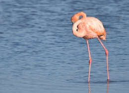 Слика од Phoenicopterus ruber Linnaeus 1758