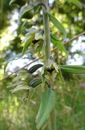 Image of Broad-leaved Helleborine