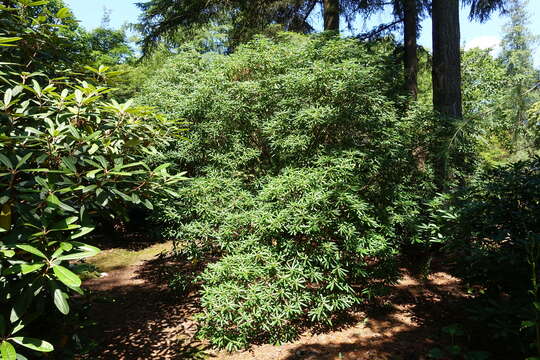 صورة Rhododendron oreodoxa Franch.