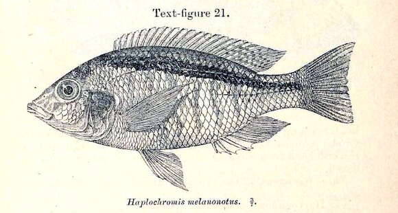 Image de Mylochromis