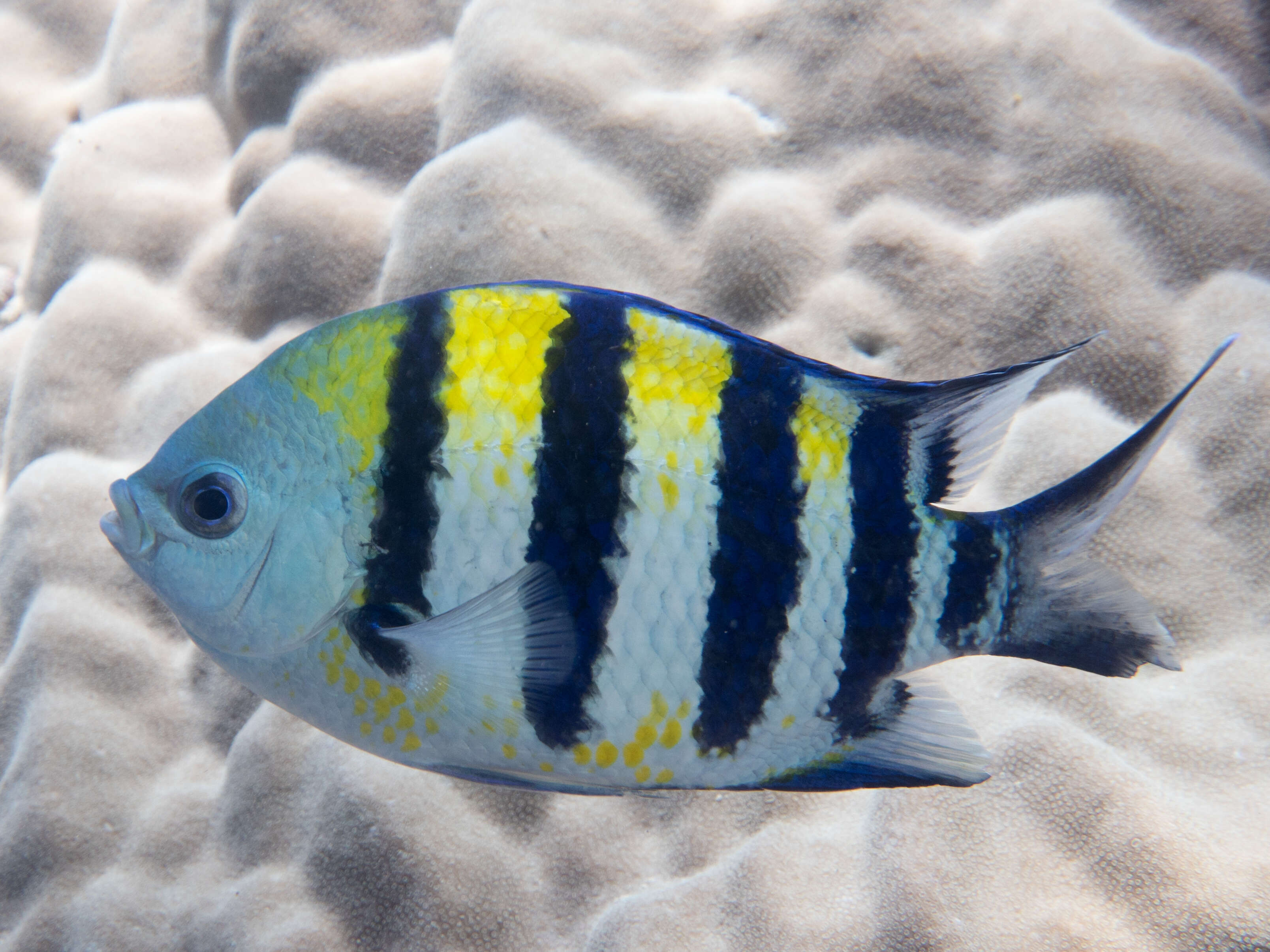 Image of Indo-Pacific sergeant