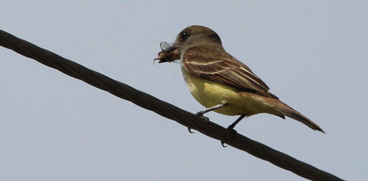 Image of Great Crested Flycatcher