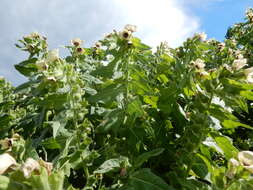 Image of black henbane