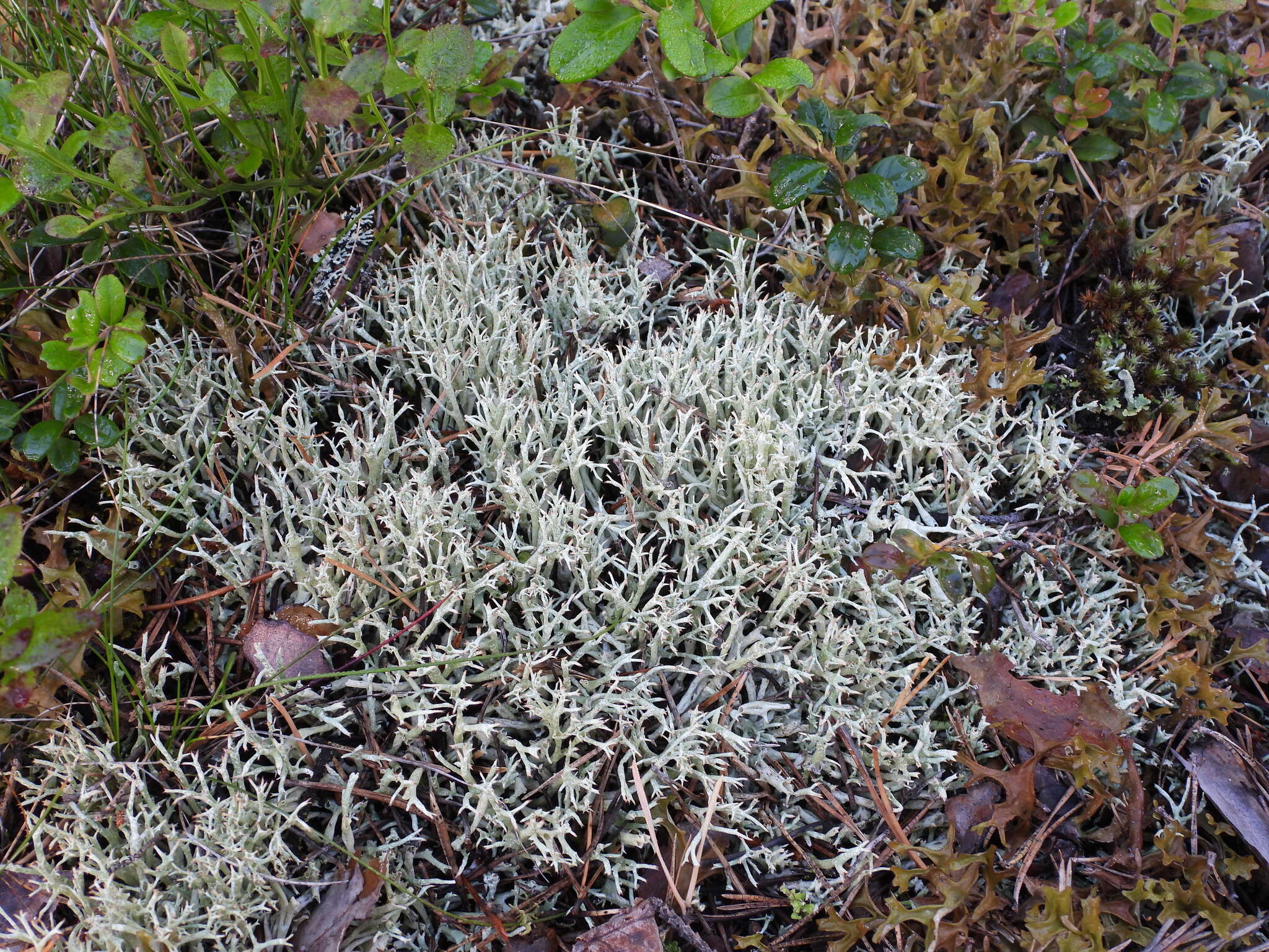 Image of Thorn cladonia