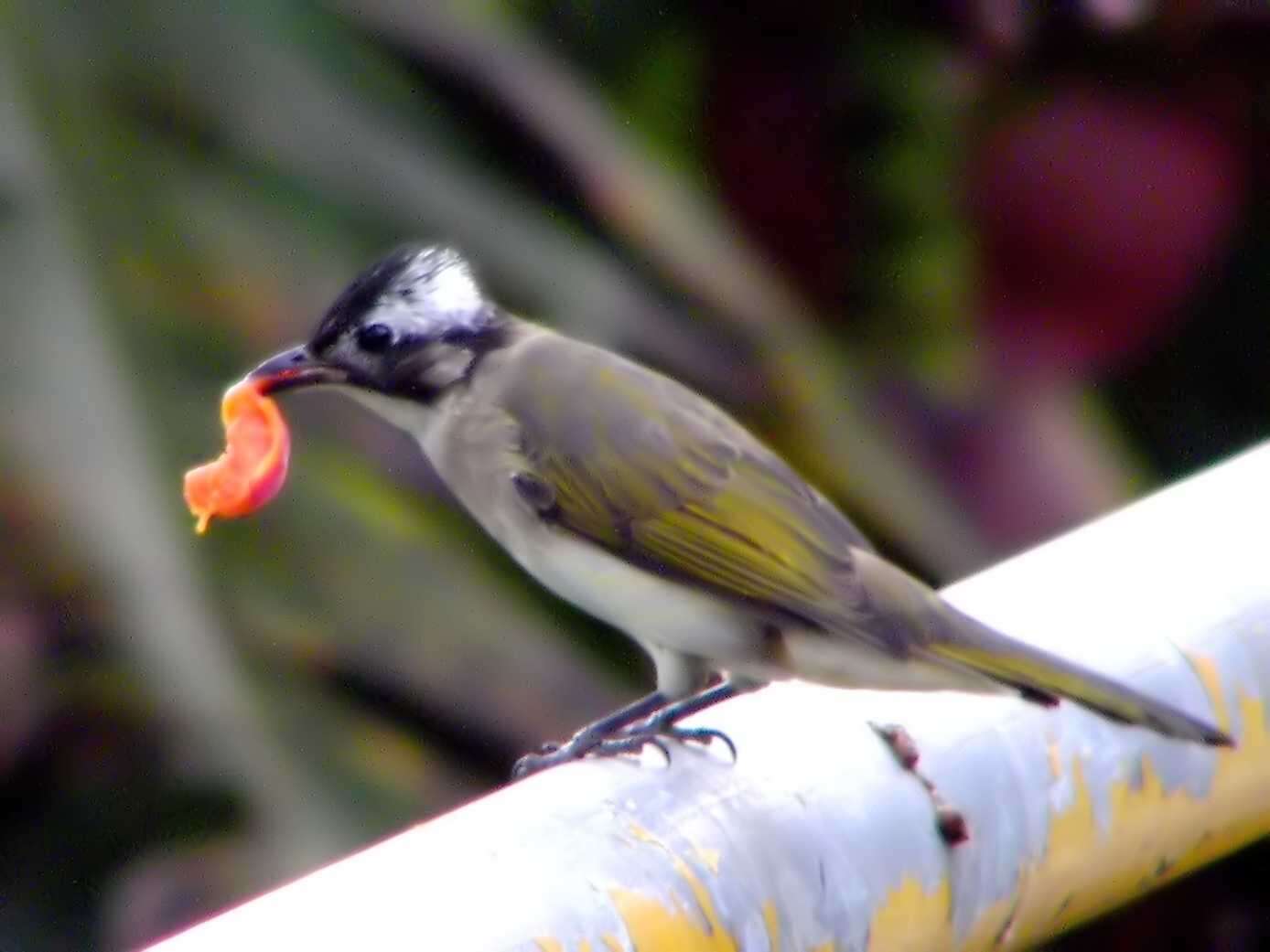 Image of Light-vented Bulbul