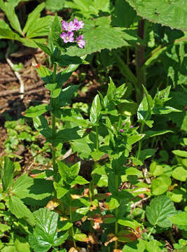 Image of alpine willowherb