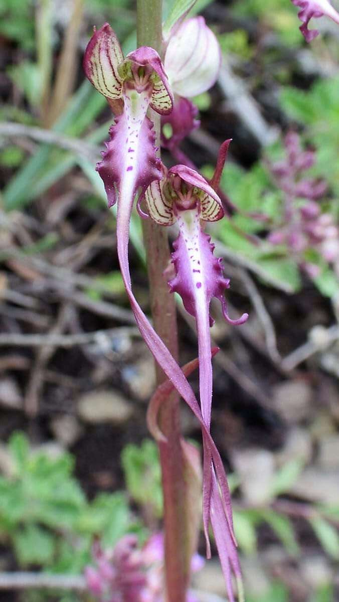 Image of Himantoglossum