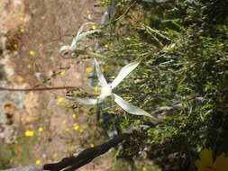 Image of Perenjori spider orchid