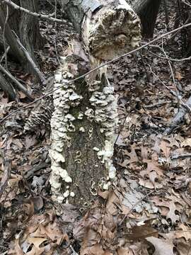 Trametes hirsuta (Wulfen) Lloyd 1924 resmi