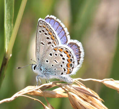 Image of Plebejus melissa