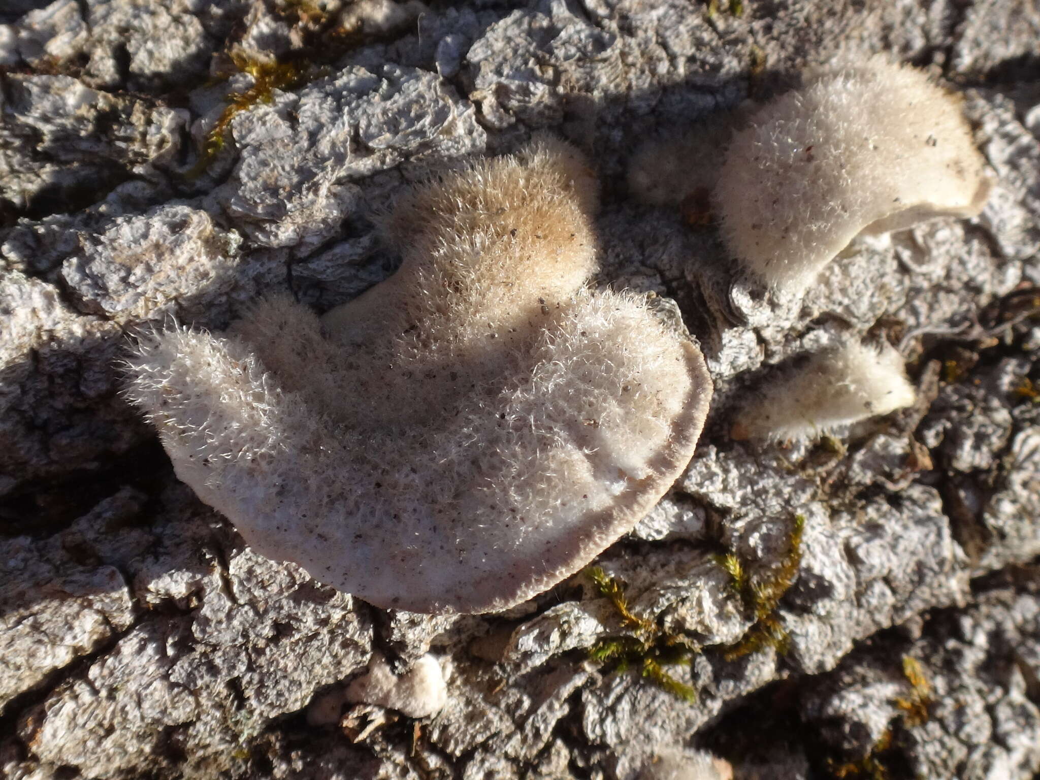 Trametes hirsuta (Wulfen) Lloyd 1924 resmi