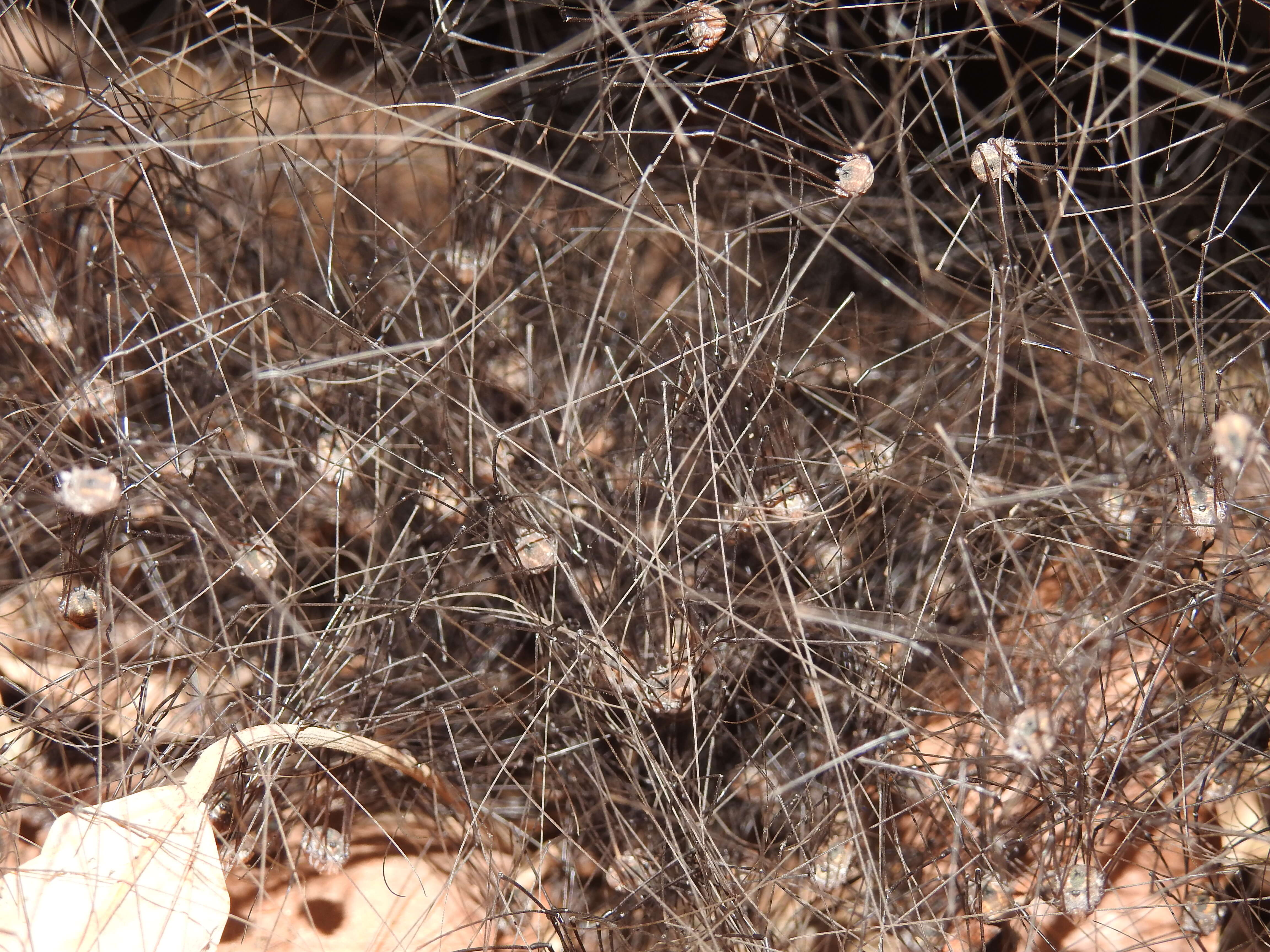 Image of Cellar spider