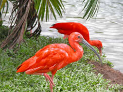 Image of Scarlet Ibis