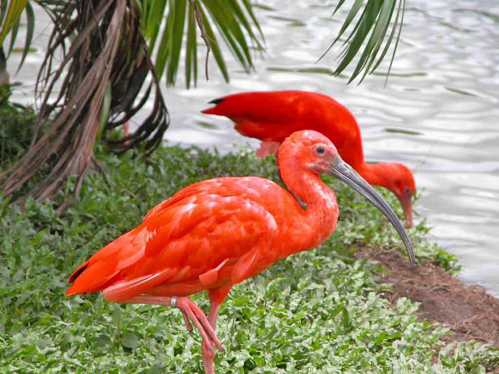 Image of Scarlet Ibis