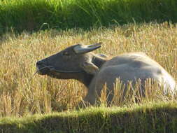 Image of Bubalus bubalis carabanesis